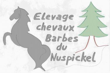 Elevage chevaux Barbes du Nuspickel